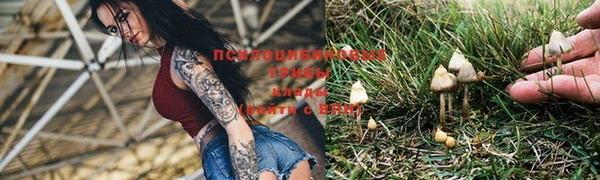 прущие грибы Белокуриха