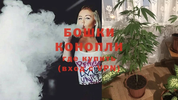 прущие грибы Белокуриха
