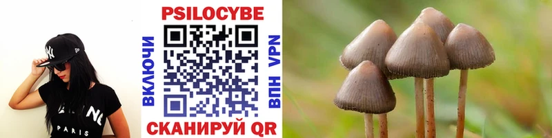 купить наркоту  Буйнакск  Галлюциногенные грибы Psilocybine cubensis 